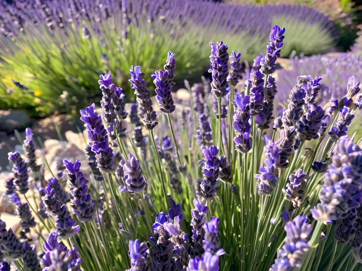 10/15/30 Perennial Lavender 'Super Blue' Landscape Herbs: 5 Lavender 'SuperBlue'