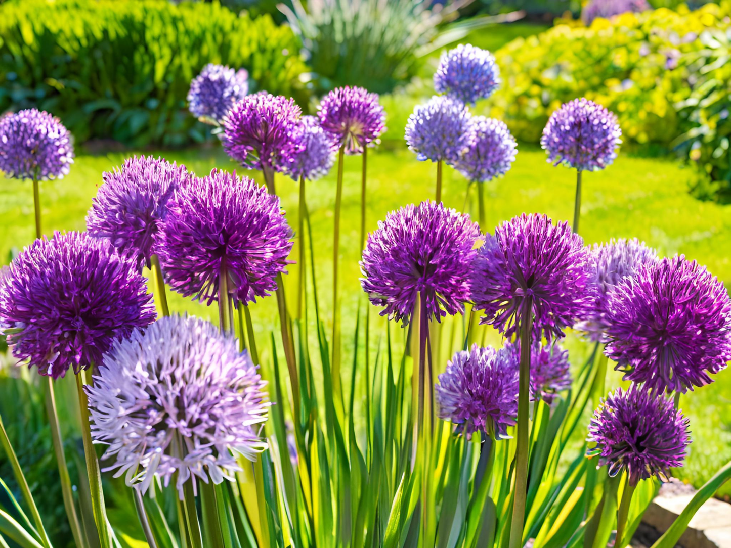 10/15/30/50 Allium Windy City Bulk Perennial Plants Herbs: 10 Allium 'Windy City'