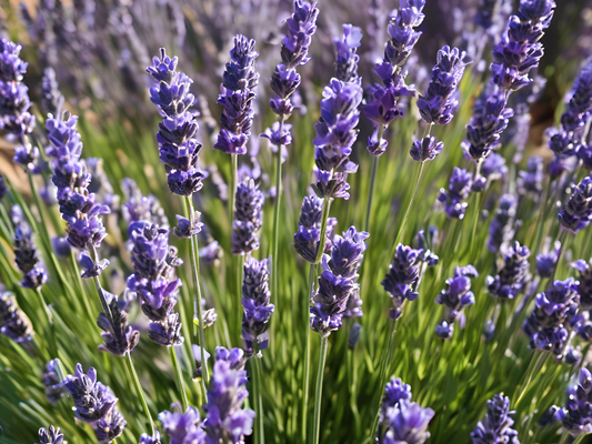 10/15/30 Perennial Lavender 'Super Blue' Landscape Herbs: 5 Lavender 'SuperBlue'
