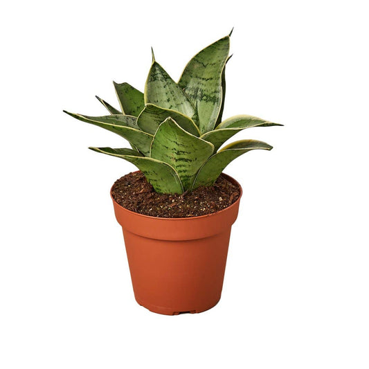 SNAKE MISTY STAR 4-inch