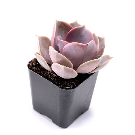 MCG Nuthin' But Color™ Succulent Set of 9 - 2in Pots w/ ID