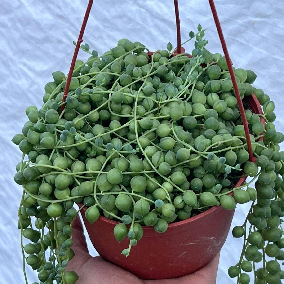 String of Pearls 6" pot