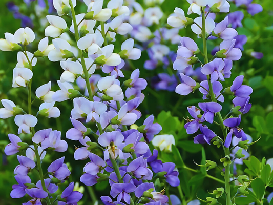 10/15/38 Baptisia Lunar Eclipse False Indigo Landscape Plant: 10 Baptisia 'Lunar Eclipse'