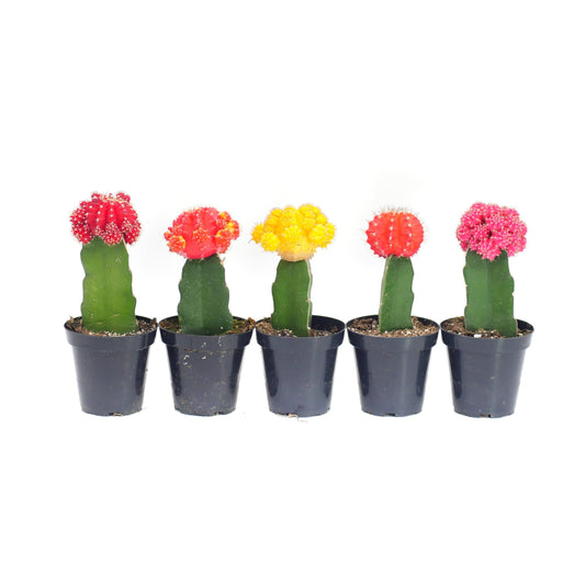 Grafted Neon Moon Cactus