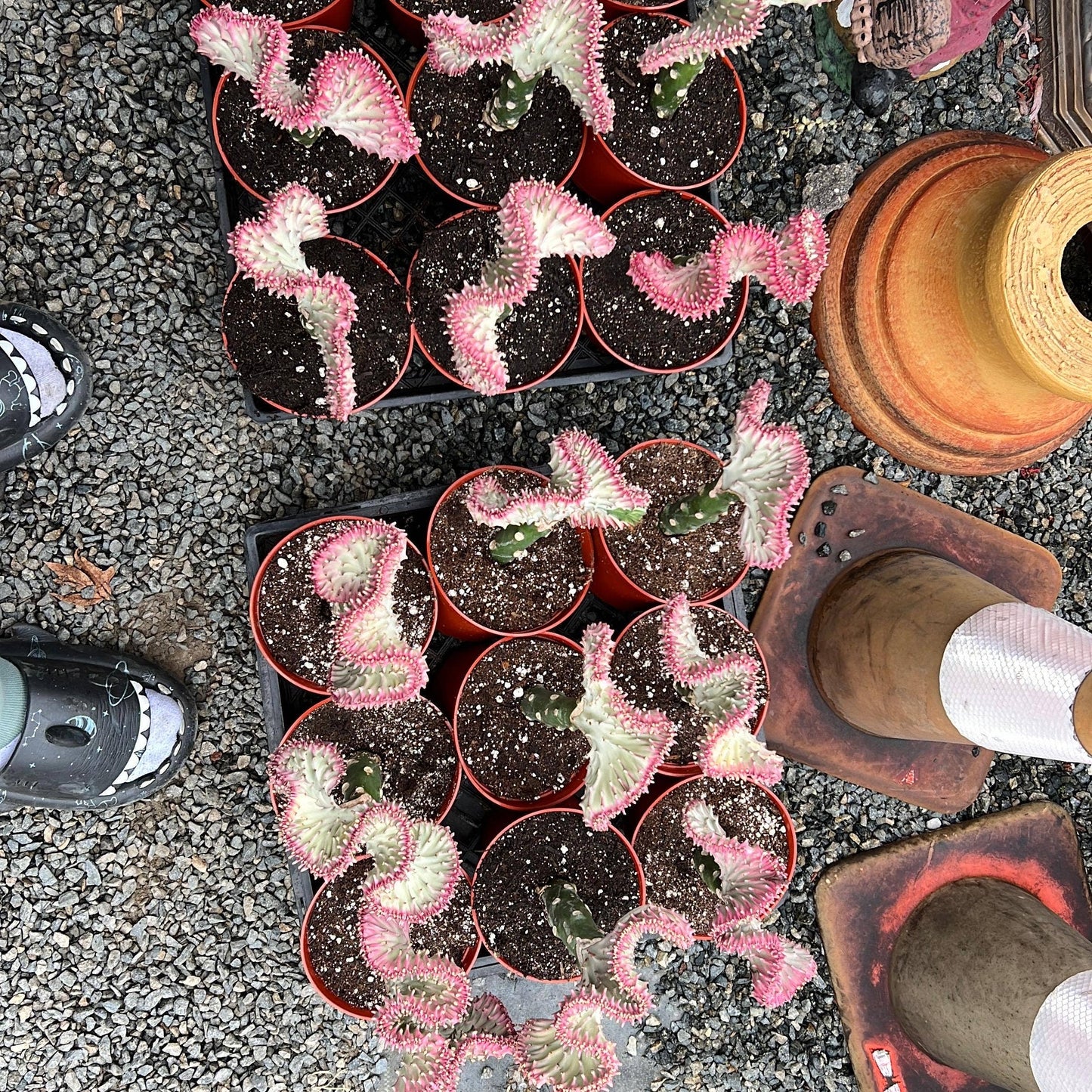 Pink Mermaid Tail Cactus ( Euphorbia Lactea "Cristata")Plant