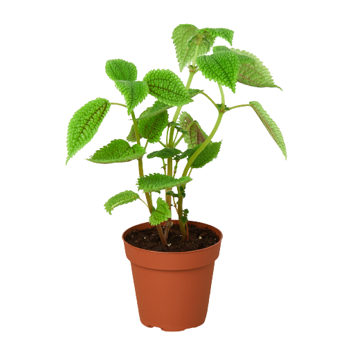 PILEA MOON VALLEY 4-inch